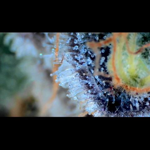 Trichome Orchards growlog photo: Rainbow Fritters#1. Day 43F