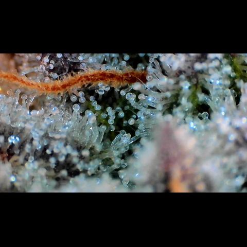 Trichome Orchards growlog photo: Rainbow Fritters#1. Day 43F