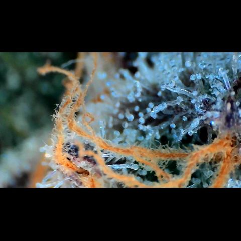 Trichome Orchards growlog photo: Rainbow Fritters#1. Day 43F
