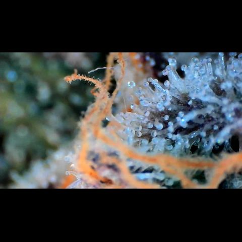 Trichome Orchards growlog photo: Rainbow Fritters#1. Day 43F