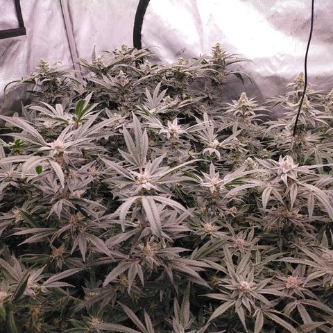 Trichome Orchards growlog photo: Canopy shot. Day 43F