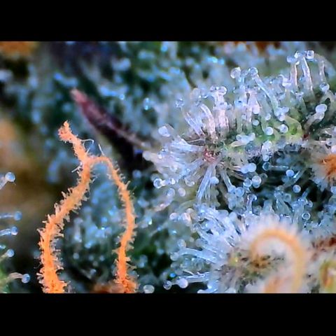 Trichome Orchards growlog photo: Rainbow Fritters#2. Day 43F