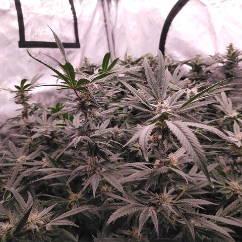 Trichome Orchards growlog photo: Canopy shot. Day 43F