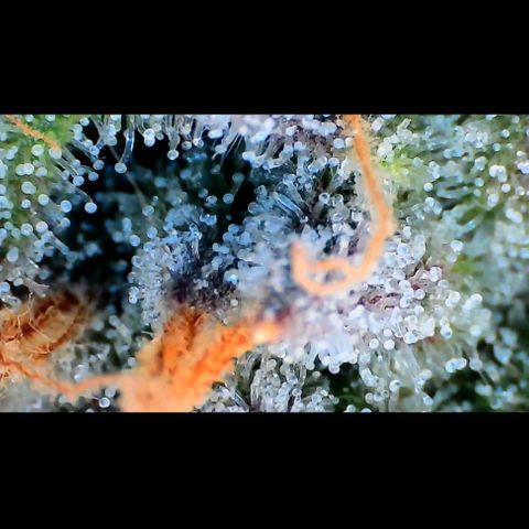 Trichome Orchards growlog photo: Pauly Walnuts. Day 43F