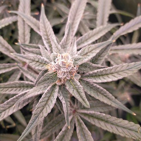 Trichome Orchards growlog photo: Rainbow Fritters#1. Day 43F