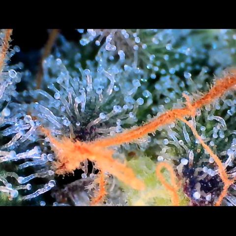 Trichome Orchards growlog photo: Rainbow Fritters#2. Day 43F