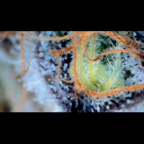 Trichome Orchards growlog photo: Rainbow Fritters#1. Day 43F