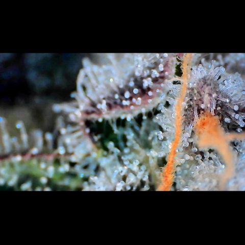 Trichome Orchards growlog photo: Rainbow Fritters#1. Day 43F