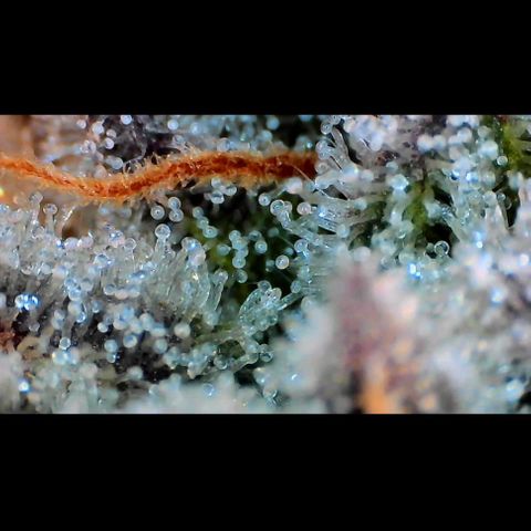 Trichome Orchards growlog photo: Rainbow Fritters#1. Day 43F