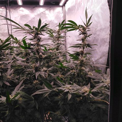 Trichome Orchards growlog photo: Pauly Walnuts. Day 43F
