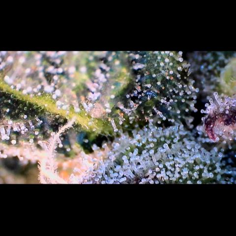 Trichome Orchards growlog photo: Ringz of Saturn. Day 43F