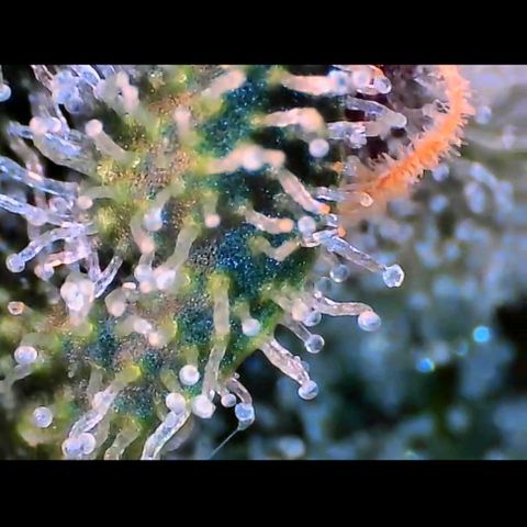 Trichome Orchards growlog photo: Rainbow Fritters#2. Day 43F