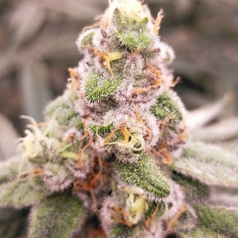 Trichome Orchards growlog photo: Rainbow Fritters#2. Day 43F