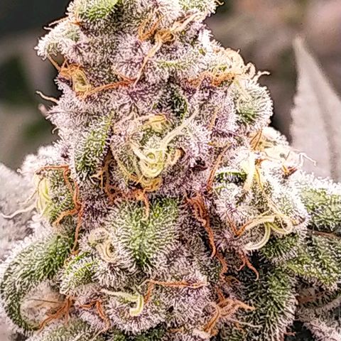 Trichome Orchards growlog photo: Rainbow Fritters#2. Day 43F
