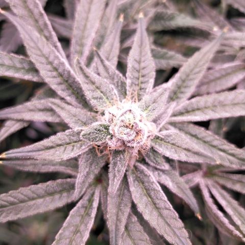 Trichome Orchards growlog photo: Rainbow Fritters#1. Day 43F