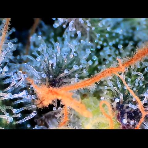 Trichome Orchards growlog photo: Rainbow Fritters#2. Day 43F