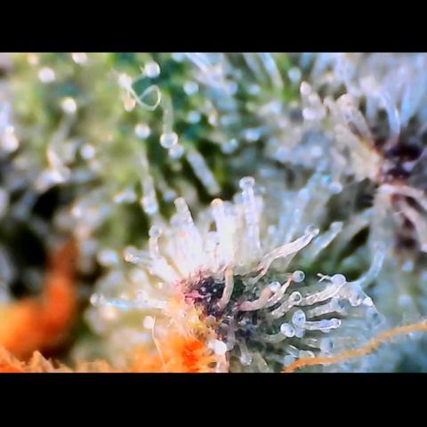 Trichome Orchards growlog photo: Rainbow Fritters#2. Day 43F