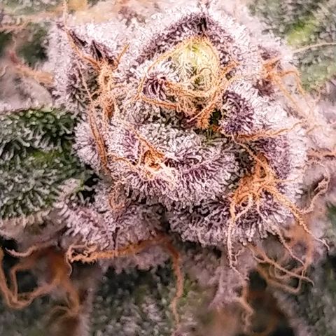 Trichome Orchards growlog photo: Rainbow Fritters#1. Day 43F