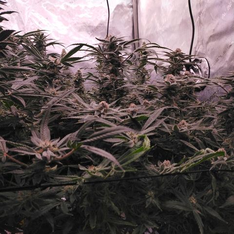 Trichome Orchards growlog photo: Rainbow Fritters#1. Day 43F