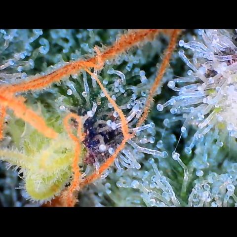 Trichome Orchards growlog photo: Rainbow Fritters#2. Day 43F