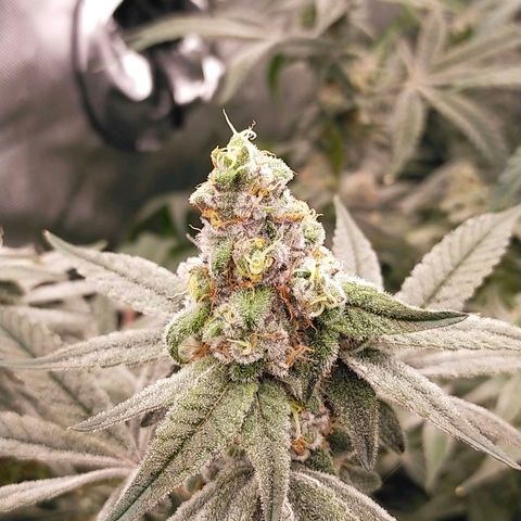 Trichome Orchards growlog photo: Rainbow Fritters#2. Day 43F