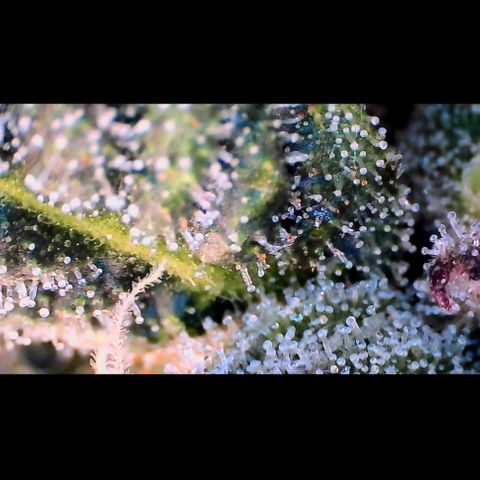 Trichome Orchards growlog photo: Ringz of Saturn. Day 43F
