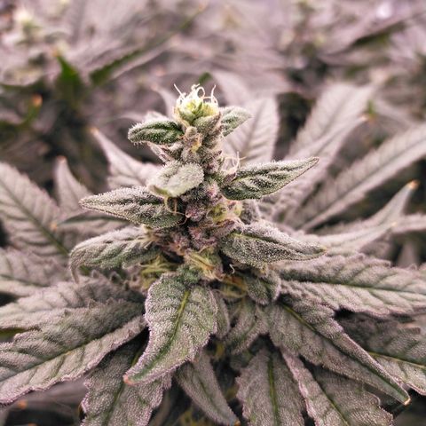 Trichome Orchards growlog photo: Ringz of Saturn. Day 43F