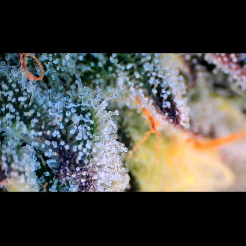 Trichome Orchards growlog photo: Ringz of Saturn. Day 43F