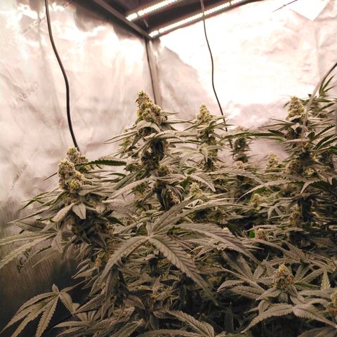 Trichome Orchards growlog photo: Rainbow Fritters#2. Day 43F
