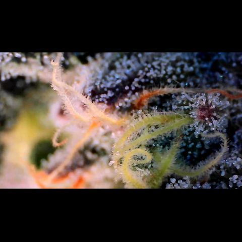 Trichome Orchards growlog photo: Ringz of Saturn. Day 43F