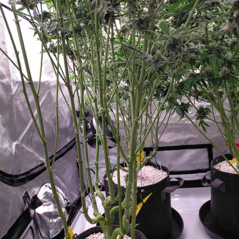 Trichome Orchards growlog photo: Ringz of Saturn. Day 43F