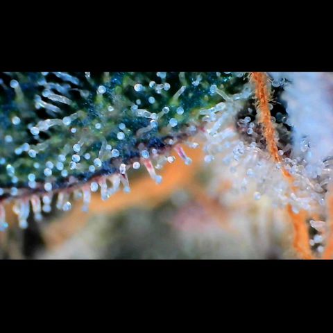Trichome Orchards growlog photo: Rainbow Fritters#1. Day 43F