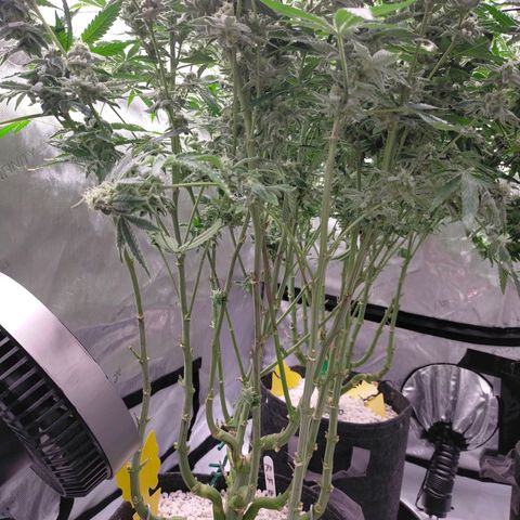 Trichome Orchards growlog photo: Rainbow Fritters#2. Day 43F