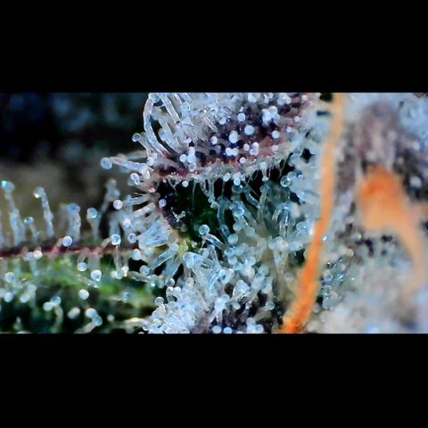 Trichome Orchards growlog photo: Rainbow Fritters#1. Day 43F