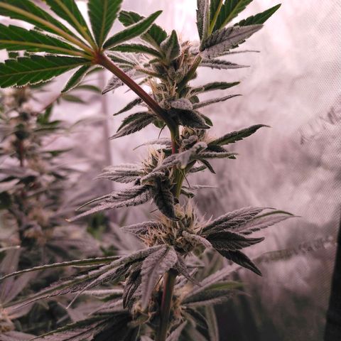 Trichome Orchards growlog photo: Pauly Walnuts. Day 43F