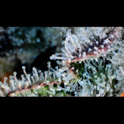 Trichome Orchards growlog photo: Rainbow Fritters#1. Day 43F