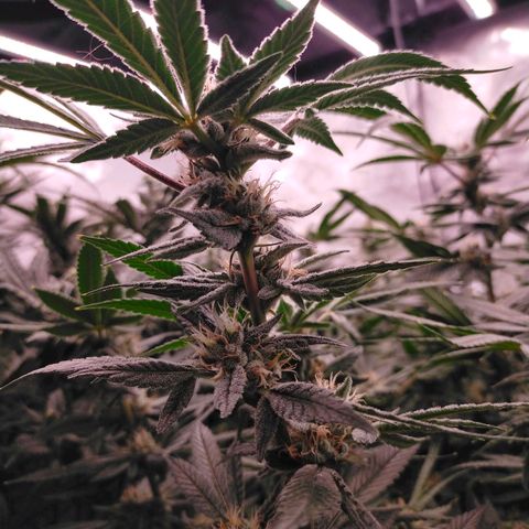 Trichome Orchards growlog photo: Pauly Walnuts. Day 43F