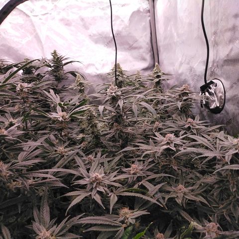 Trichome Orchards growlog photo: Canopy shot. Day 43F