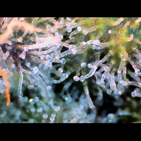 Trichome Orchards growlog photo: Rainbow Fritters#2. Day 43F