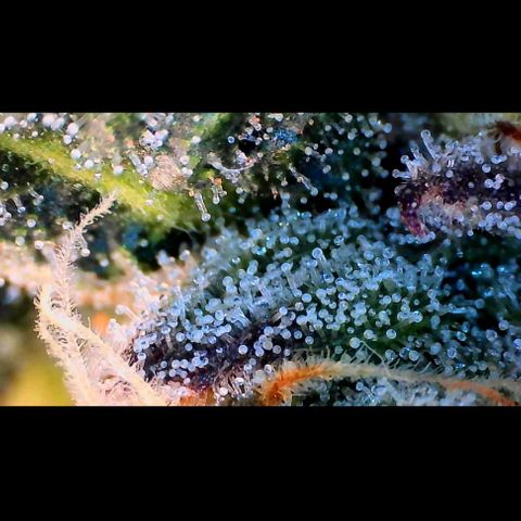 Trichome Orchards growlog photo: Ringz of Saturn. Day 43F