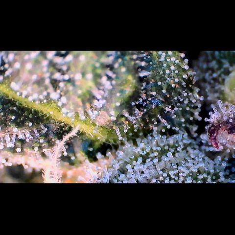 Trichome Orchards growlog photo: Ringz of Saturn. Day 43F