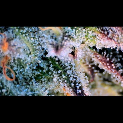 Trichome Orchards growlog photo: Ringz of Saturn. Day 43F
