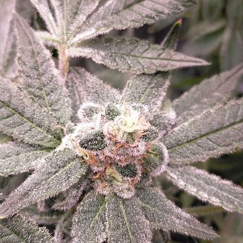 Trichome Orchards growlog photo: Rainbow Fritters#2. Day 43F