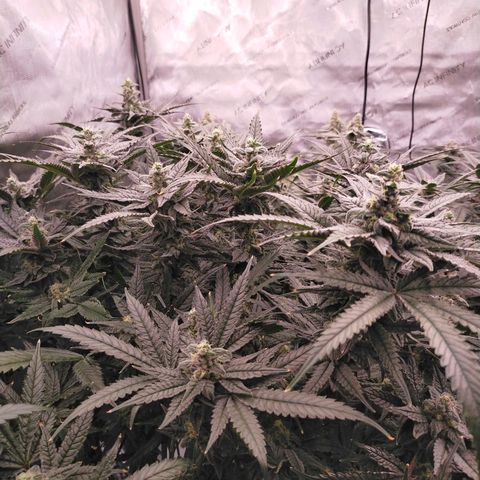 Trichome Orchards growlog photo: Ringz of Saturn. Day 43F