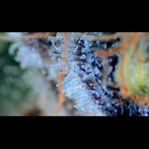 Trichome Orchards growlog photo: Rainbow Fritters#1. Day 43F