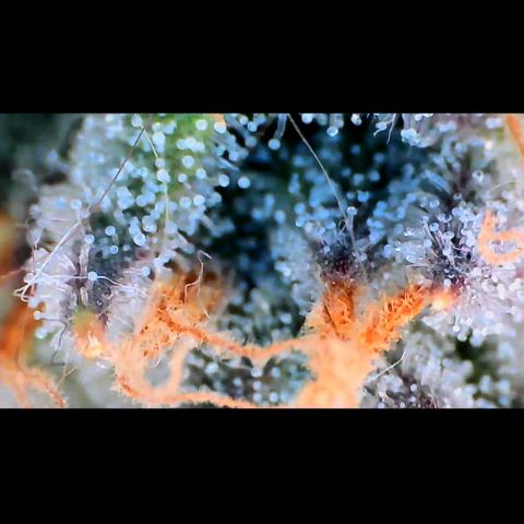 Trichome Orchards growlog photo: Pauly Walnuts. Day 43F