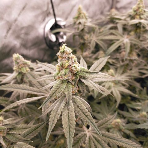 Trichome Orchards growlog photo: Rainbow Fritters#2. Day 43F