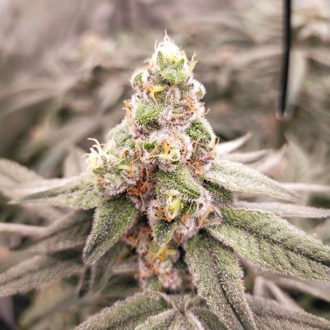 Trichome Orchards growlog photo: Rainbow Fritters#2. Day 43F