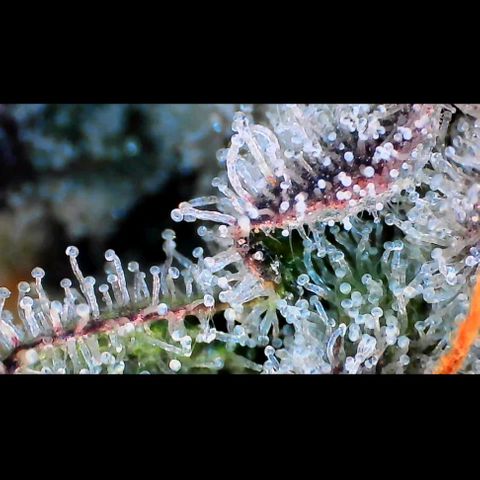 Trichome Orchards growlog photo: Rainbow Fritters#1. Day 43F