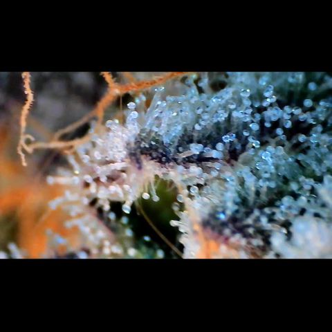 Trichome Orchards growlog photo: Rainbow Fritters#1. Day 43F